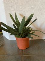 Aloe Vera, ca. 30 cm hoch inclusive Topf Nordrhein-Westfalen - Viersen Vorschau