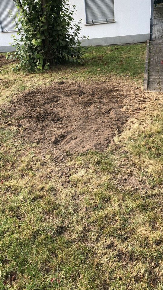 Lichtraumprofil Büsche schneiden Mulchen Gehölzschnitt in Osterode am Harz