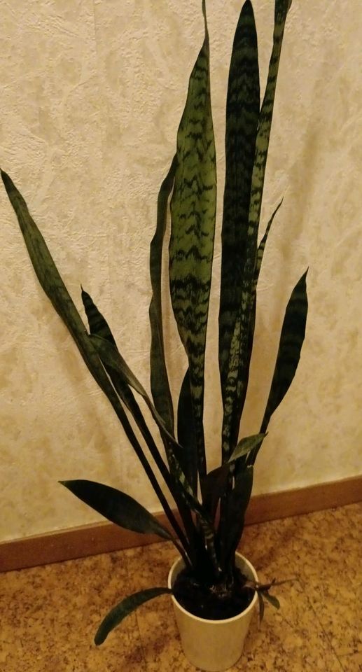 Sanseveria / Grünpflanze, wie Foto oder ähnlich in Wabern