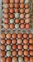 Frische Eier unserer freilaufenden Hühner Bayern - Bindlach Vorschau