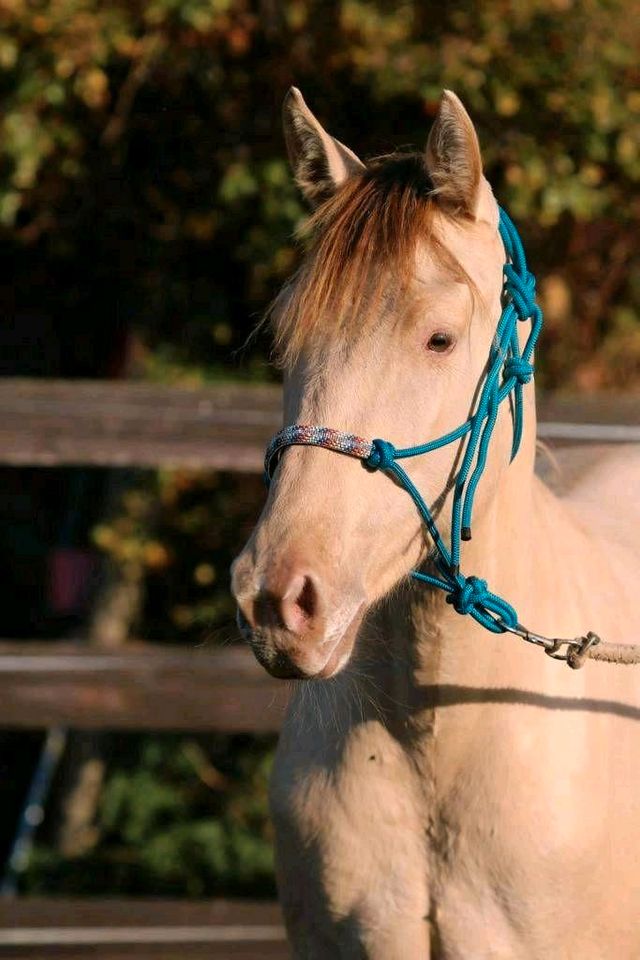 Paint Horse/ Quarter Horse Stute in Dessau-Roßlau