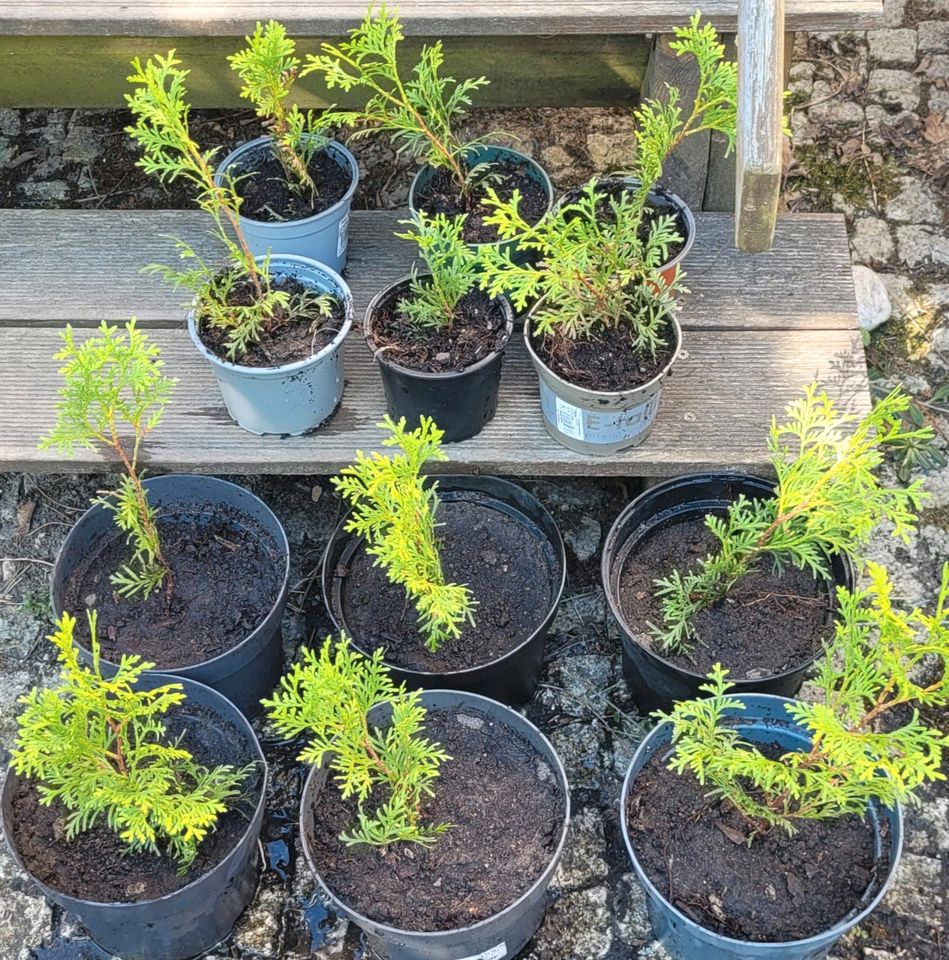 Thuja, Lebensbaum neu im Topf gezogen 20-40 cm in Zeuthen