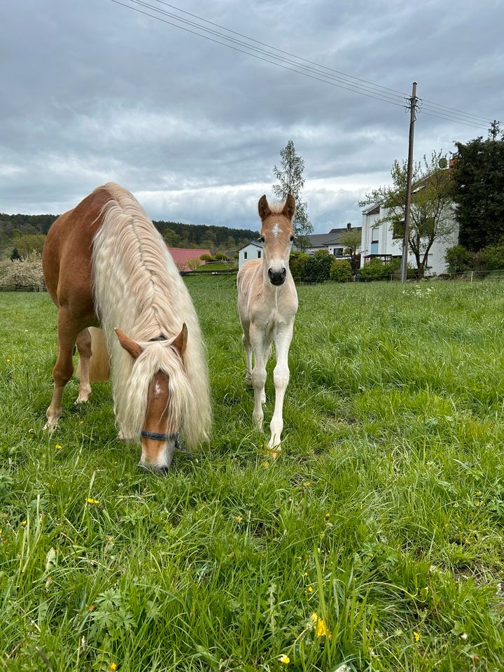 Haflinger - Hengstfohlen in Buchen (Odenwald)