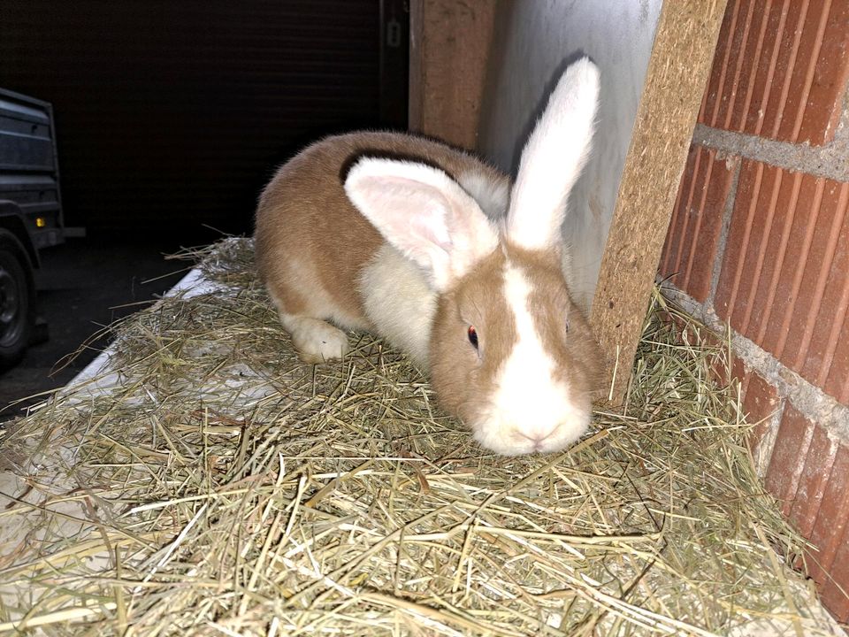 Schöner Hasen Bock mit weißen Ohren in Freiensteinau