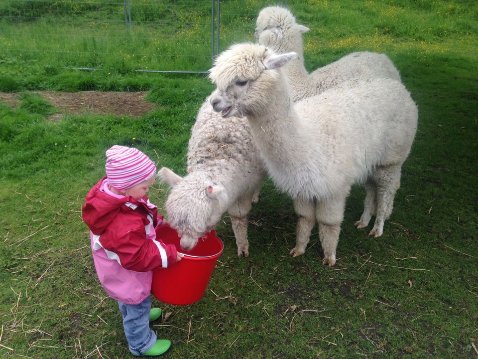 Spielgruppenbesuch bei Church Hill Alpacas in Wolnzach