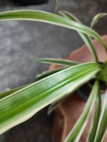 Grünlilie Ableger (Chlorophytum comosum) Sachenlilie Pflanze Aqua Niedersachsen - Hann. Münden Vorschau