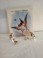 Set " Voegel" , Buch John Gould , Buntspecht,Porzellan Hessen - Braunfels Vorschau