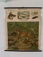 Vintage Schulkarte FUCHS - Canis Vulpes PAREY Lehrkarte Bayern - Castell Unterfranken Vorschau