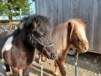 Ponys, Shetlandpony Bayern - Pfronten Vorschau