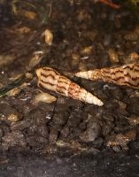 Turmdeckelschnecken - TDS (Melanies tuberculata) Rheinland-Pfalz - Mainz Vorschau