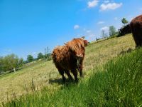 Highland cattle/ hochlandrind Nordrhein-Westfalen - Oelde Vorschau