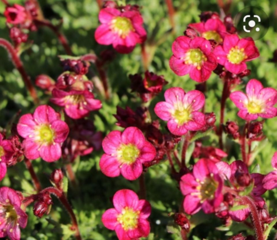 **zur Zeit AUSVERKAUFT!!**Moos-Steinbrech, Saxifraga 'Rosenzwerg' in Osteel