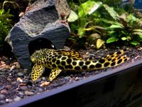 L75 Ancistomus sabaji ab 50€ Leopard Trugschilderwels ca5-6cm Sachsen - Kitzscher Vorschau