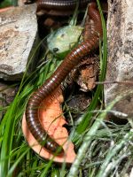 Spirostreptus spec. 1 "Tansania" Jungtiere Hessen - Gießen Vorschau