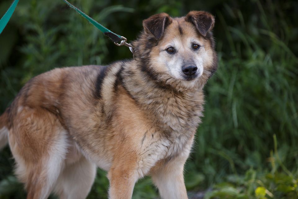 Baikal, ein kluger, gutmütig und ruhiger erwachsener Hundesenior in Burrweiler