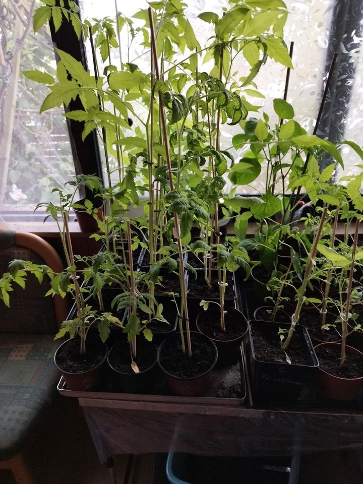 Tomaten Pflanzen abzugeben in Wathlingen