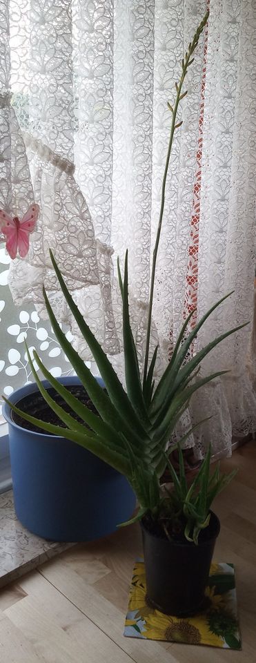 90 cm Aloevera Pflanzen mit Blüte Aloe vera Blumen Ostergeschenk in Marsberg