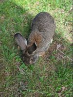 Kaninchenfutter gesucht Sachsen - Weißwasser Vorschau