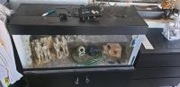 Aquarium zu verkaufen!!! Ca.250l Baden-Württemberg - Walldorf Vorschau