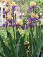 Iris Lilien Rheinland-Pfalz - Koblenz Vorschau