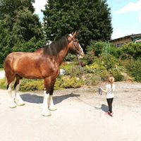 Reitunterricht für Erwachsene, Jugendliche und Kinder Kr. Altötting - Haiming Vorschau