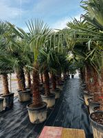 Trachycarpus fortunei winterhart hanfpalme Baden-Württemberg - Altlußheim Vorschau