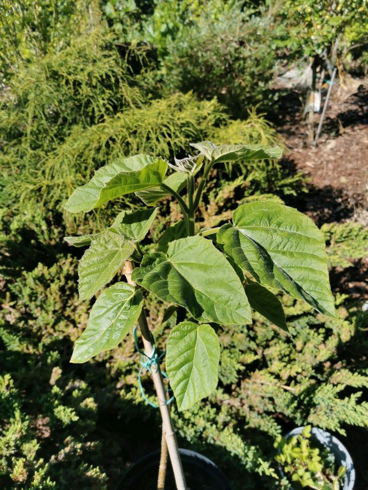 Kiribaum, Klimabaum in Nordenham