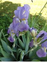Schwertlilie lila Iris rhizom Blume Pflanze helllila Ableger Baden-Württemberg - Muggensturm Vorschau