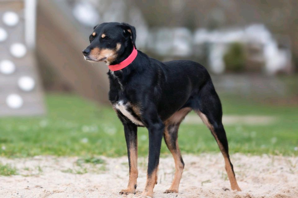 Ivy, 4 Jahre alt, bitte kompletten Text lesen in Hannover