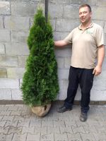 Thuja Smaragd Heckenpflanzen Lieferung NRW Moglich. Nordrhein-Westfalen - Kranenburg Vorschau