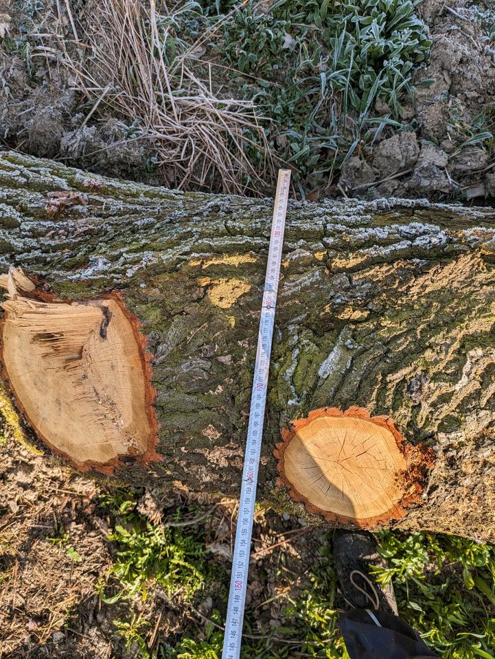 Eichenstamm Massivholz in Weida