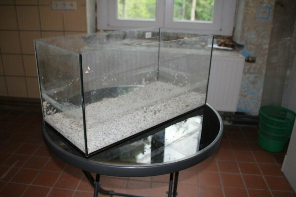 Terrarium aus Glas in Aue