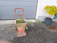 Bio Feigenbaum Pflanzkübel Pflanzen Feige Garten Terrasse Topf Hessen - Gründau Vorschau