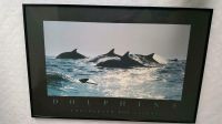 Wandbild Bob Talbot Dolphins Delphin Delphine Bild Kunstdruck Niedersachsen - Ostercappeln Vorschau