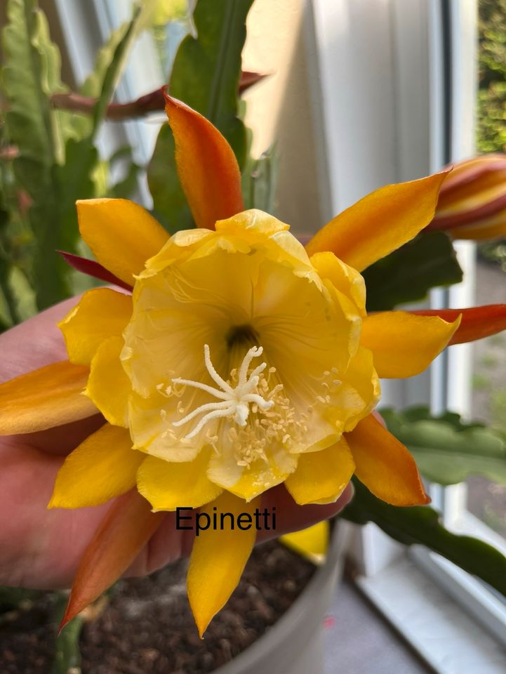 Epiphyllum,Blattkakteen„William Clark“  5 kleine Pflanzen duftend in Dahlenwarsleben