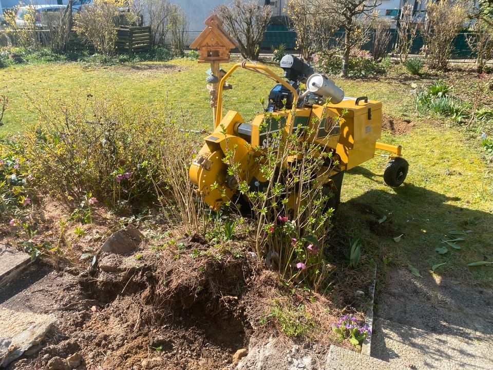 Wurzelstock entfernen, Baumstumpf entfernen, Wurzelfräsen, fräsen in Wiesbaden