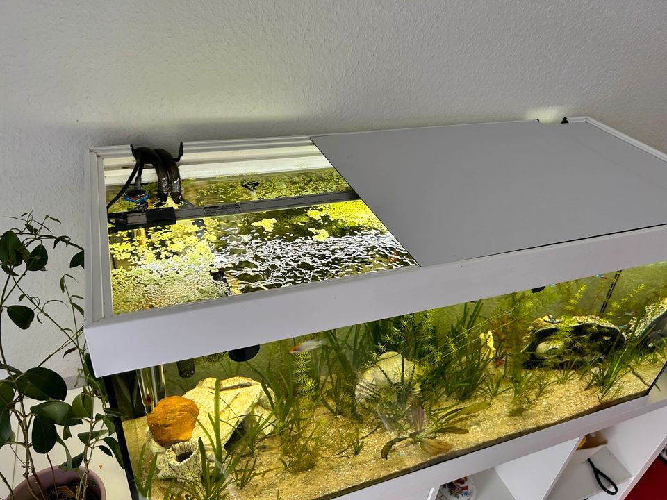 EHEIM Aquarium 200l komplett mit viel Zubehör in Dresden