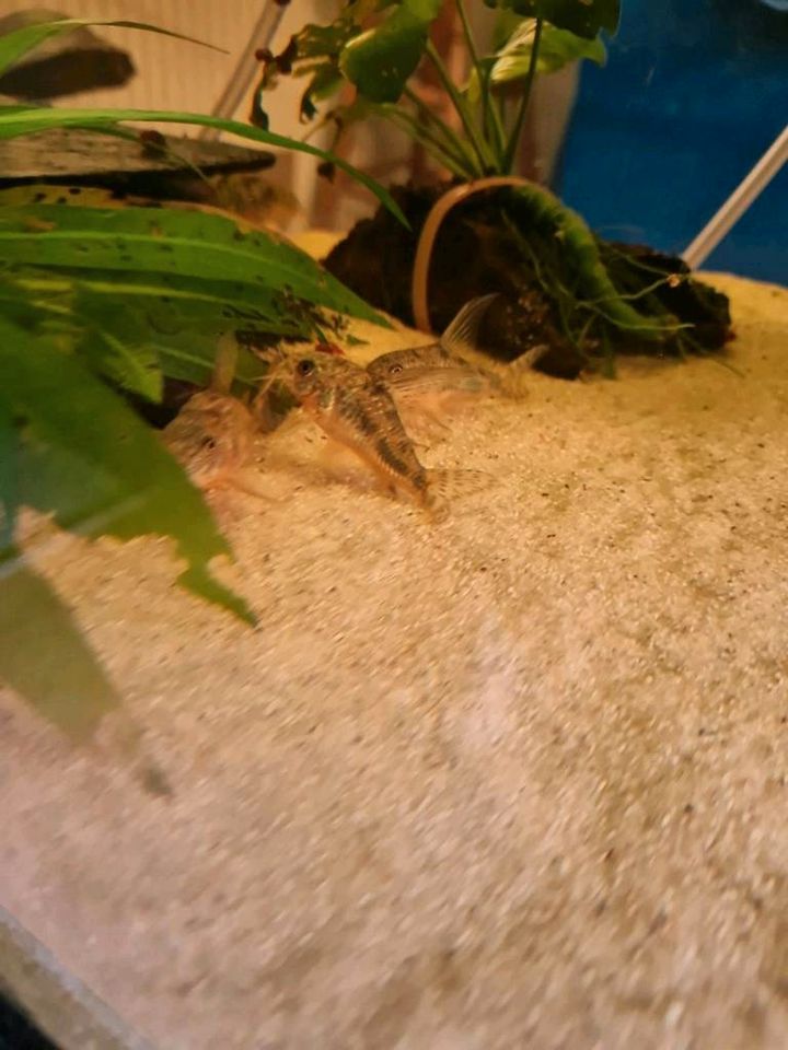 Corydoras Paleatus in Liebenau