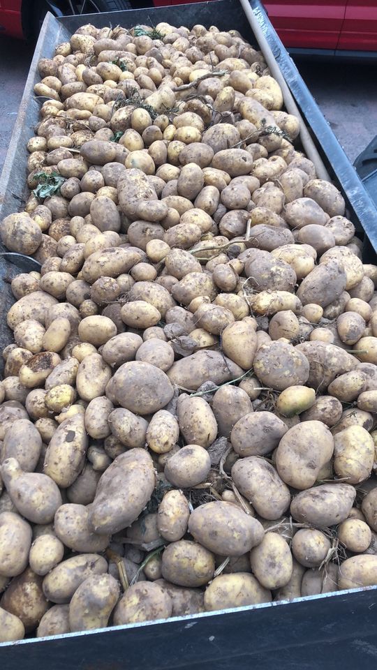 Bio Kartoffeln Speisekartoffeln Vorbestellung in Herleshausen