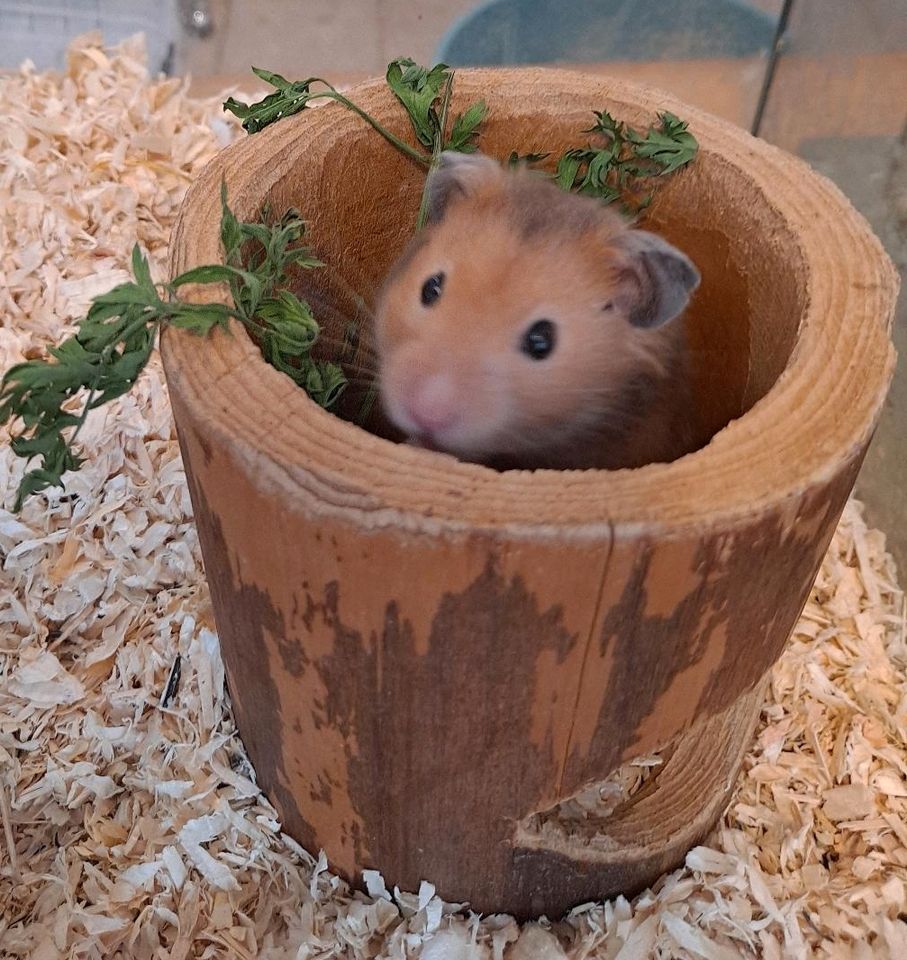 Hamster vom Hamsterladen Steinmann in Plettenberg