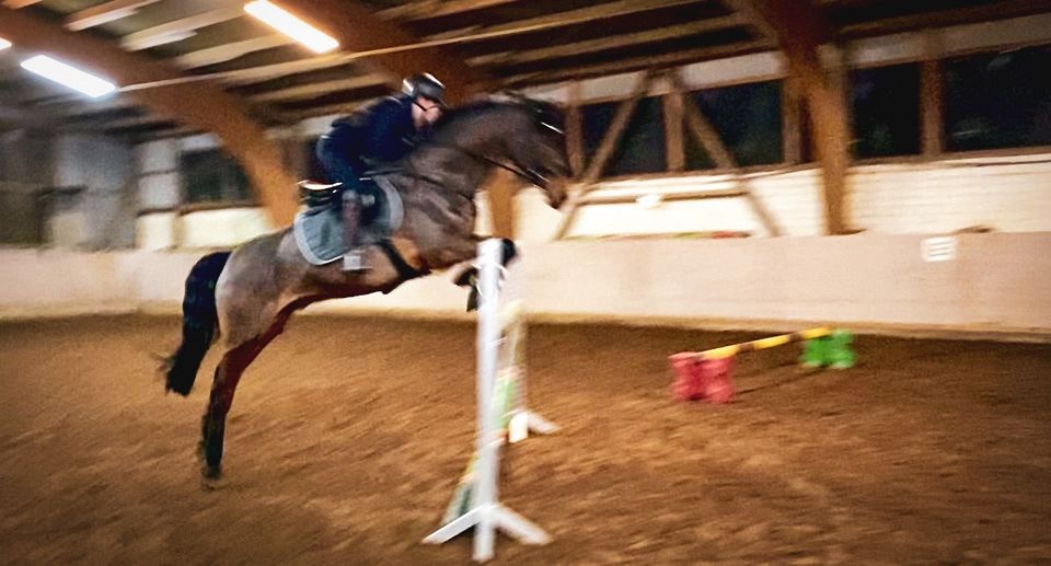 Bildhübscher Holsteiner Wallach zur Verfügung zu stellen in Schönberg (Holstein)