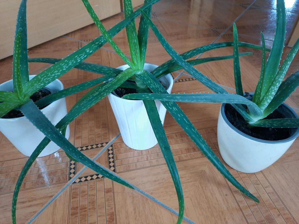Aloevera Bio Pflanzen 7 Stück in Detmold
