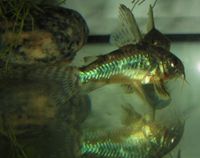 Marmor Panzerwels Corydoras paleatus Top hochflossige Tiere nur2€ Thüringen - Wutha-Farnroda Vorschau