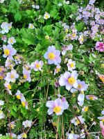 Wunderschöne Herbstanemonen, Flockenblume und Ringelblumen Baden-Württemberg - Villingendorf Vorschau