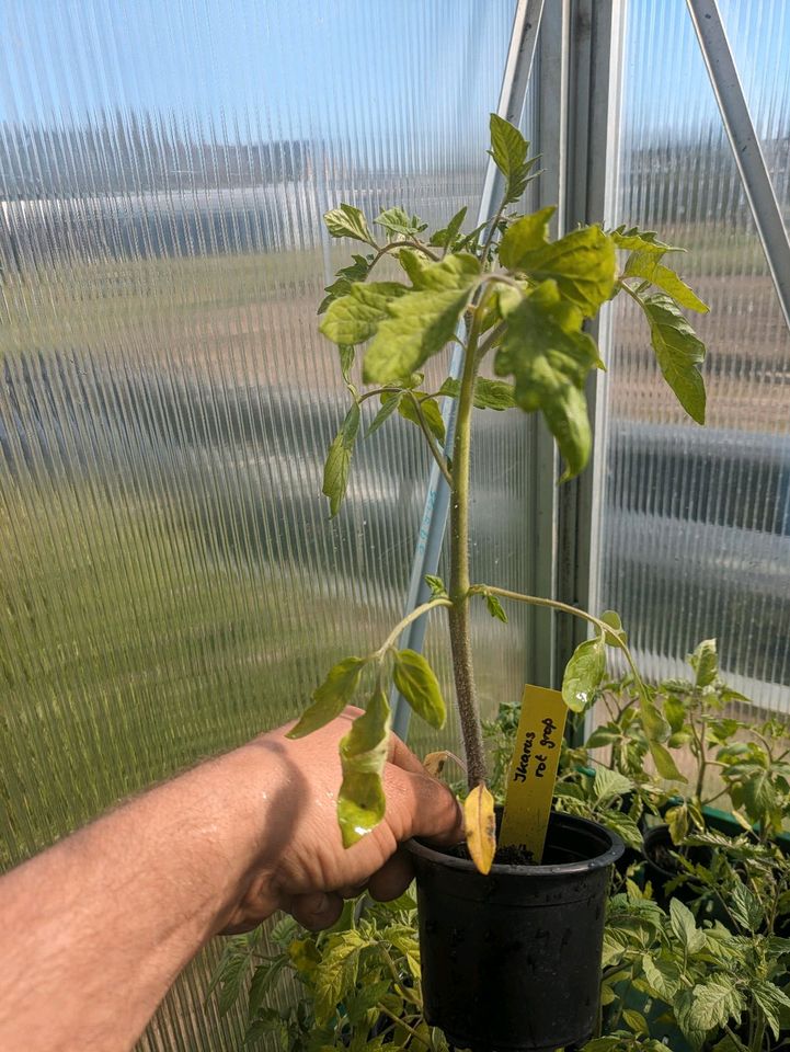 Tomaten Pflanzen in Genthin