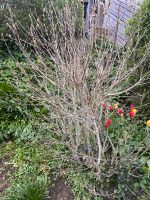 Hibiskus weiß Sachsen - Oederan Vorschau