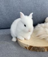 Kaninchen Farbenzwerg Baby weiß beige grau Nordrhein-Westfalen - Espelkamp Vorschau