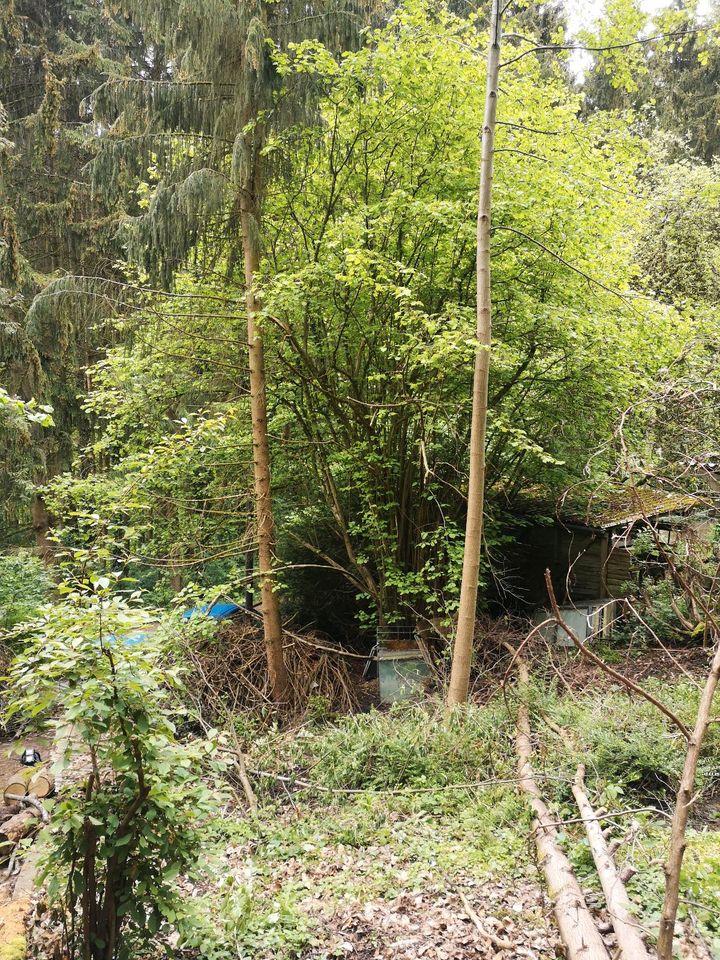 Stammholz Bauholz oder Brennholz Buche Kirsche Erle Lärche Ahorn in Deizisau 