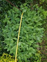 Sedum Fetthenne Staude bienenfreundlich Nordrhein-Westfalen - Selfkant Vorschau