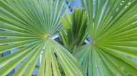 Winterharte Hanfpalmen Palme Trachycarpus fortunei inkl. Topf Hessen - Niederdorfelden Vorschau